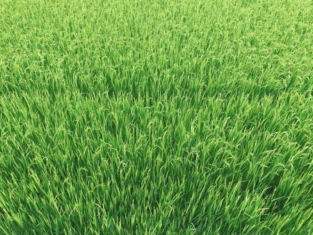Background of Rice fieldの写真素材