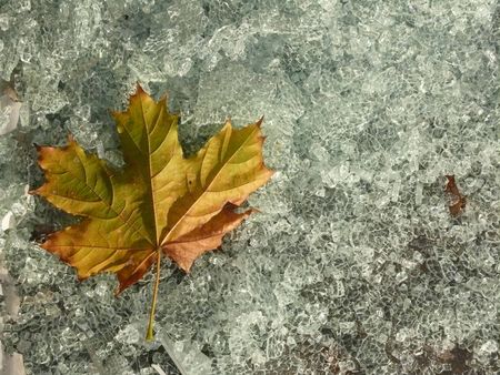 Maple leaf, broken glassの写真素材