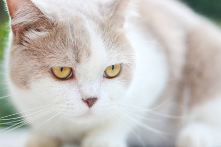 Cute gray scottish fold cat looking around. Animal portrait.の写真素材
