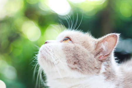 Cute gray scottish fold cat looking around. Animal portrait.の写真素材