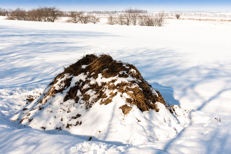 Cow dung on a snowy field in winter, natural fertilizerの写真素材
