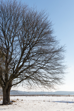 Lonely big tree on a background of snowy fieldsの写真素材