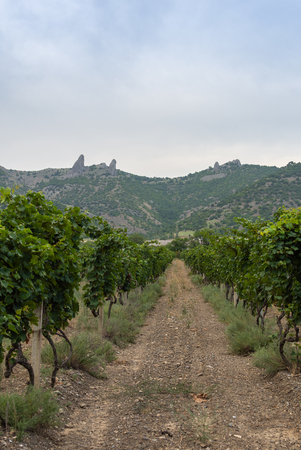 View of the mountains and the valley with vineyardsの写真素材