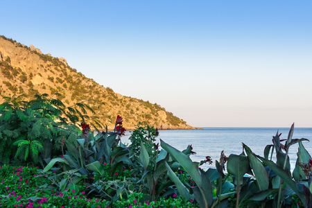 Quiet serene blue sea and wooded mountainside, beautiful flowers and shrubs on the sea beachの写真素材