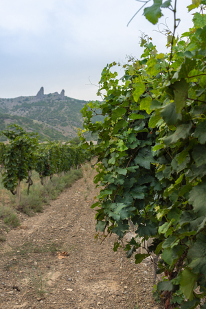 Green rows of a vineyard closeup of hot summerの写真素材