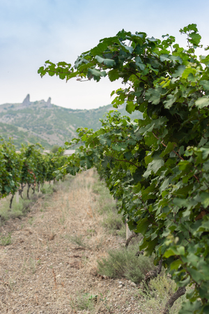 Green rows of a vineyard in hot summerの写真素材