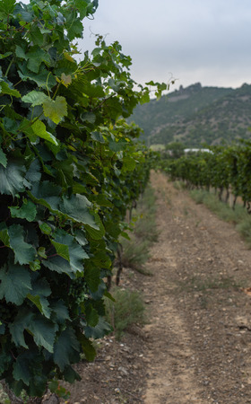 View of the mountains and the valley with vineyardsの写真素材