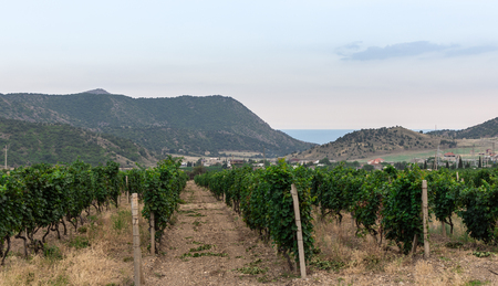 View of the mountains, sea and the valley with vineyardsの写真素材