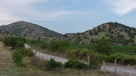 Winding road among vineyards, mountains in the background, summer holidays by the seaの写真素材