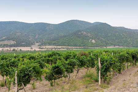 Summer sunny day in a valley with vineyards in the mountainsの写真素材