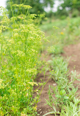 Garden beds of parsley and arugula, plants for salad, fresh vegetables from the gardenの写真素材