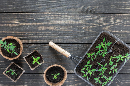 Eco friendly pots with young tomato sprouts and rakes on wooden backgroundの写真素材