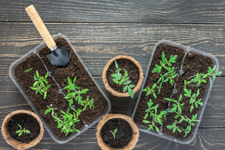 Eco friendly pots with green young seedlings tomato on wooden background, garden trowel and rakesの写真素材