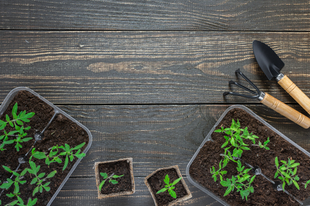 Eco friendly pots with young tomato sprouts on wooden background, garden trowel and rakesの写真素材