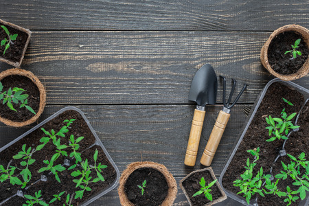 Eco friendly pots with green young seedlings tomato on wooden background, garden trowel and rakesの写真素材