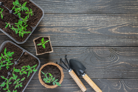 Eco friendly pots with green young seedlings tomato on wooden background, garden trowel and rakesの写真素材