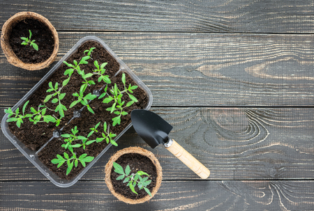 Eco friendly pots with young tomato sprouts and garden trowel on wooden backgroundの写真素材