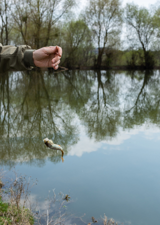 A good catch, a perch on a fishing rod hookの写真素材