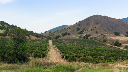 Road in a valley with vineyards, mountains and vineyards on a summer sunny dayの写真素材