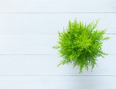 Houseplant Cupressus Goldcrest Wilma isolated on wooden white backgroundの写真素材