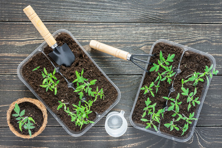 Eco friendly pots with young tomato sprouts on wooden background, garden trowel and rakes and a glass of water for wateringの写真素材