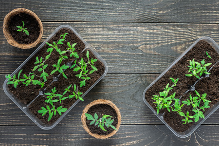 Eco friendly pots with young tomato sprouts on wooden backgroundの写真素材