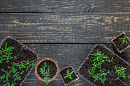 Eco friendly pots with young tomato sprouts on wooden backgroundの写真素材