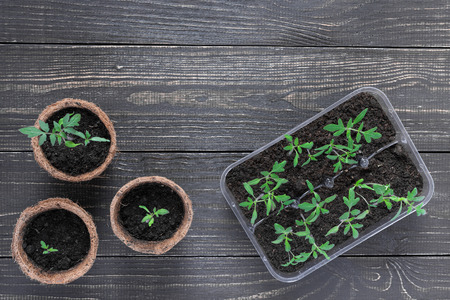 Eco friendly pots with young tomato sprouts on wooden backgroundの写真素材