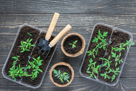 Eco friendly pots with young tomato sprouts on wooden background, garden trowel and rakesの写真素材
