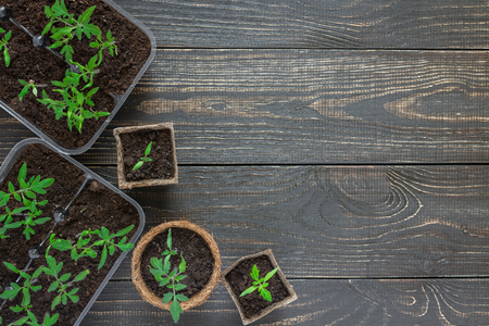 Eco friendly pots with young tomato sprouts on wooden backgroundの写真素材