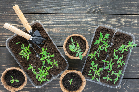 Eco friendly pots with green young seedlings tomato on wooden background, garden trowel and rakesの写真素材