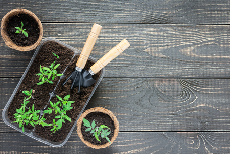 Eco friendly pots with green young seedlings tomato on wooden background, garden trowel and rakesの写真素材