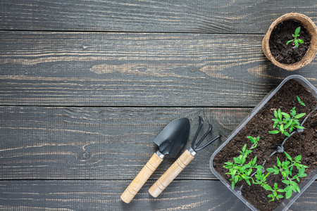 Eco friendly pots with young tomato sprouts on wooden background, garden trowel and rakesの写真素材