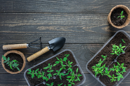 Eco friendly pots with young tomato sprouts on wooden background, garden trowel and rakesの写真素材