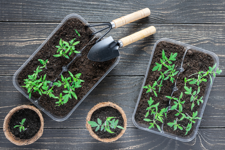 Eco friendly pots with green young seedlings tomato on wooden background, garden trowel and rakesの写真素材