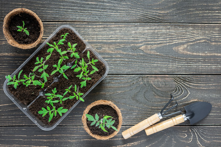 Eco friendly pots with green young seedlings tomato on wooden background, garden trowel and rakesの写真素材