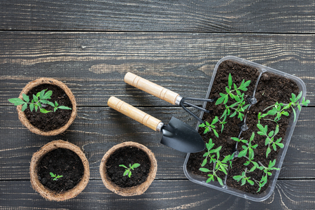Eco friendly pots with green young seedlings tomato on wooden background, garden trowel and rakesの写真素材