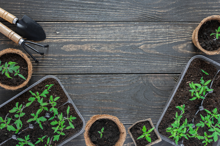 Eco friendly pots with young tomato sprouts on wooden background, garden trowel and rakesの写真素材