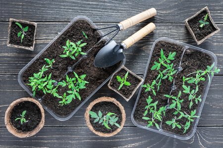 Eco friendly pots with green young seedlings tomato on wooden background, garden trowel and rakesの写真素材