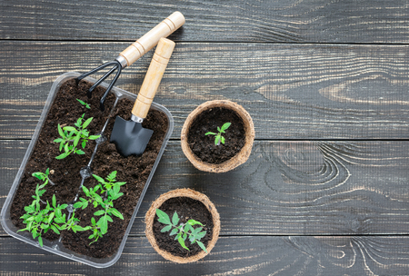 Eco friendly pots with green young seedlings tomato on wooden background, garden trowel and rakesの写真素材