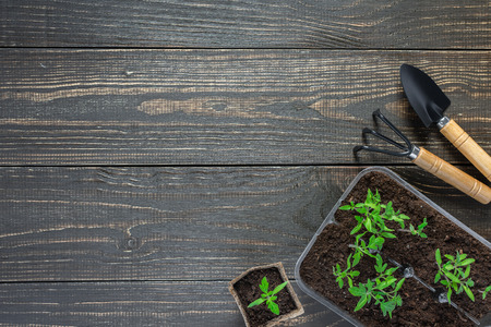 Eco friendly pots with young tomato sprouts on wooden background, garden trowel and rakesの写真素材