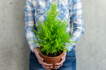 Transplanting a houseplant Cupressus Goldcrest Wilma in a clay pot, women's hands in the ground are holding a potの写真素材