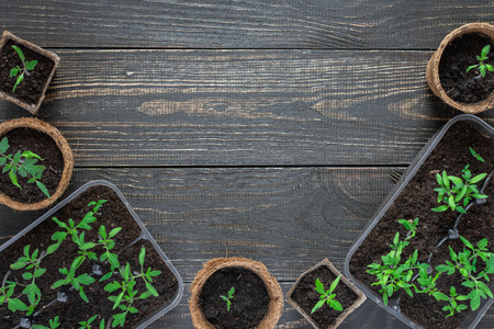Eco friendly pots with young tomato sprouts on wooden backgroundの写真素材