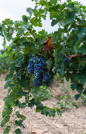 Bunch of blue grapes with leaves, vineyard in summer sunny dayの写真素材