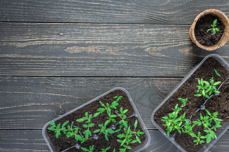 Eco friendly pots with young tomato sprouts on wooden backgroundの写真素材