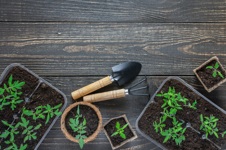 Eco friendly pots with young tomato sprouts on wooden background, garden trowel and rakesの写真素材