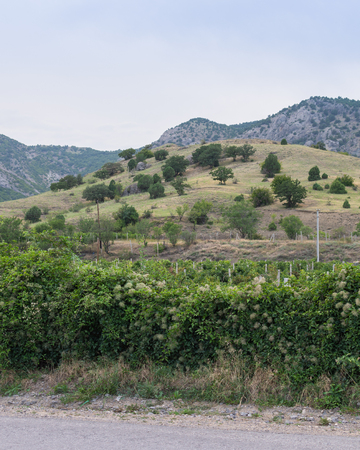 Mountains and vineyards on a summer sunny dayの写真素材