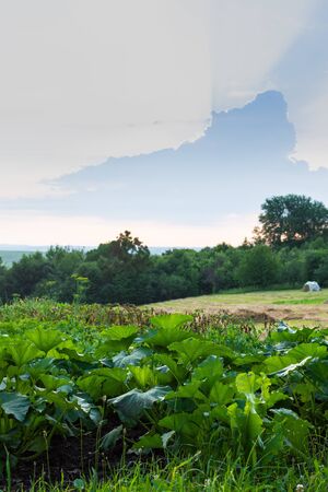 Garden beds with vegetables , green pumpkin leaves close up, ripening pumpkin, sunrise in the villageの写真素材