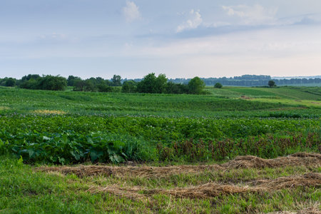 Sunrise in the village, garden beds with vegetables