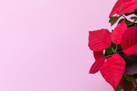 Top view on the poinsettia on pink background, also known as Christmas Flowe, Christmas floral decoration, red and green foliageの写真素材